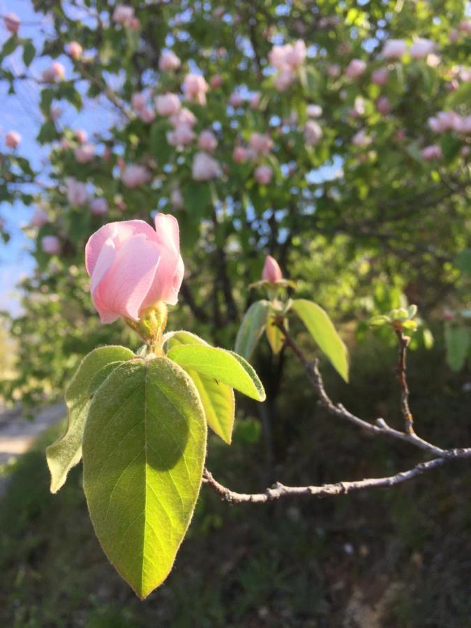 Gite La Cerise Qui Rit La Cresse Luaran gambar